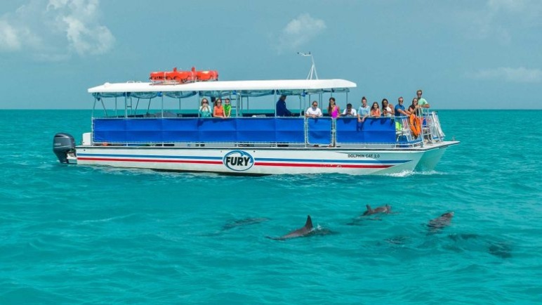 Embark On A Dolphin Cruise