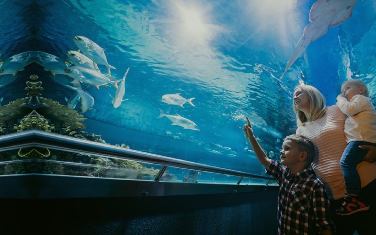 Discover Marine Life at Monterey Bay Aquarium