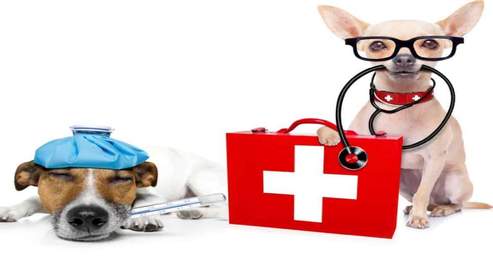 Emergency Pet Services: Ensuring Your Pet's Health in Urgent Situations